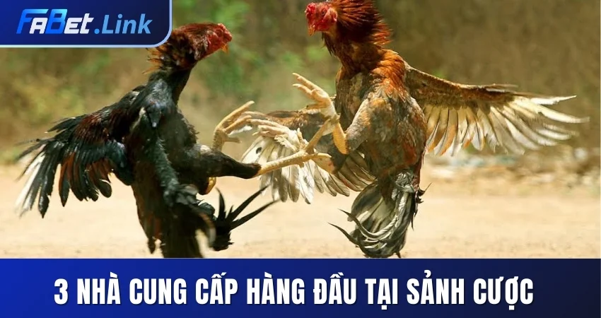 ĐÁ GÀ FABET - TẬN HƯỞNG MÀN TRANH TÀI CHỌI KÊ MÃN NHÃN 6 3 NHÀ CUNG CẤP HÀNG ĐẦU TẠI SẢNH CƯỢC
