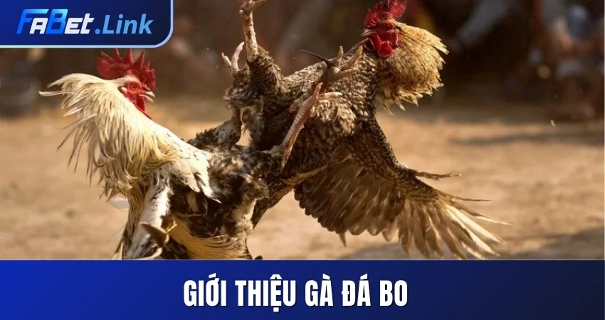 GÀ ĐÁ BO FABET -TRẬN ĐẤU HẤP DẪN GIỮA CHIẾN KÊ DŨNG MÃNH 8 GIỚI THIỆU GÀ ĐÁ BO